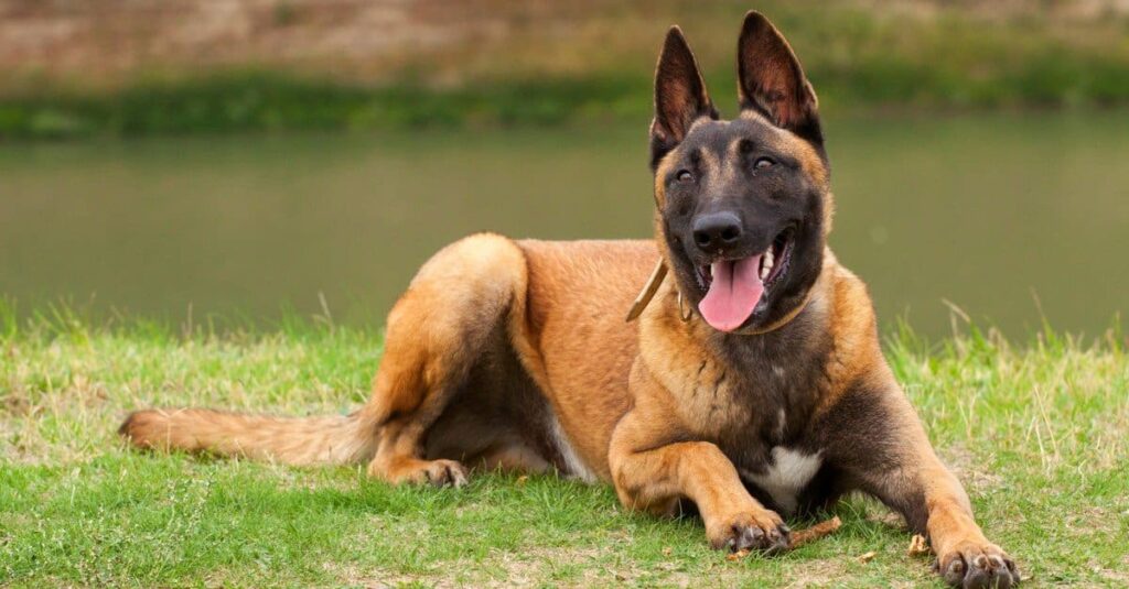 Le Malinois